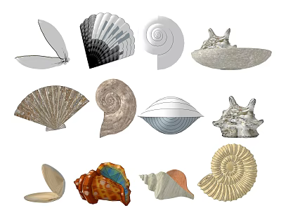 Unique Colorful Shell Shaped Decorative Ornament Set With Various Natural Styles For Home 3d model