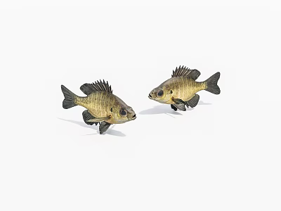 Two Freshwater Aquatic Fish Models With Black Fins On White Background 3d model