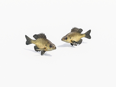 aquatic animal fish 3d model