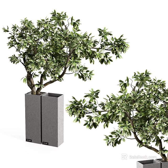 Bonsai Plant With Lush Green Foliage And Artistic Branching In Square Gray Container 3d model 