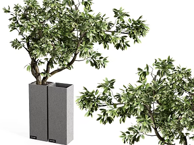 Bonsai Plant With Lush Green Foliage And Artistic Branching In Square Gray Container 3d model