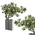 Bonsai Plant With Lush Green Foliage And Artistic Branching In Square Gray Container