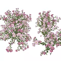Pink and White Blooming Flowers and Plants With Green Leaves and Decorative Bouquet Arrangement