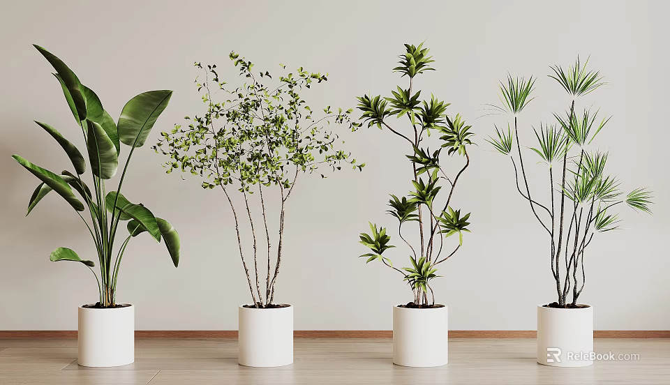 Indoor Bonsai Potted Plants with Various Green Leaves in White Pots on Wooden Floor 3d model 