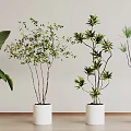 Indoor Bonsai Potted Plants with Various Green Leaves in White Pots on Wooden Floor