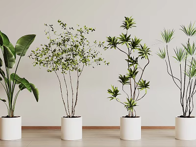 Indoor Bonsai Potted Plants with Various Green Leaves in White Pots on Wooden Floor 3d model