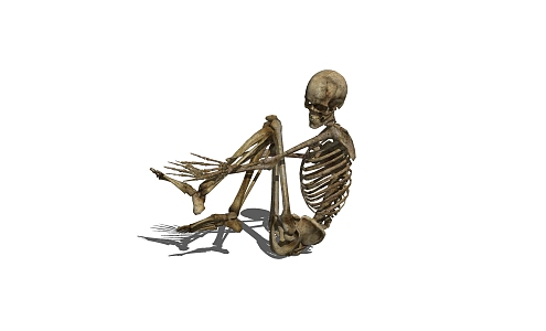 Skeleton 3d model