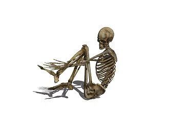 Skeleton 3d model