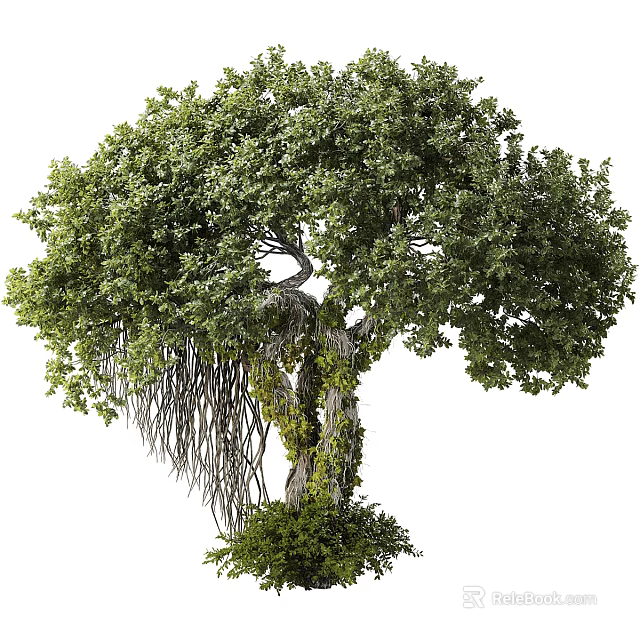 Tall Natural Arbor With Lush Green Leaves Vines On Trunk And Hanging Aerial Roots 3d model 