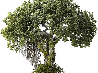 Tall Natural Arbor With Lush Green Leaves Vines On Trunk And Hanging Aerial Roots 3d model