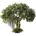 landscape tree ancient tree 3d model