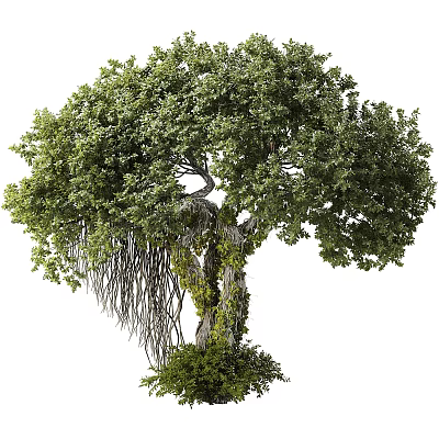Tall Natural Arbor With Lush Green Leaves Vines On Trunk And Hanging Aerial Roots 3d model