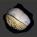 Medical Device Anatomical Brain Model Placed on Blue Base