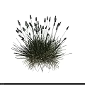 Lush Herbaceous Plant Clump With White Spiky Flowers On Black Background