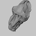 Ancient Fossil Skull With Detailed Bone Structure And Prehistoric Features 3d model