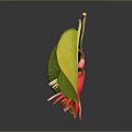 Fresh Green Leaves And Pink Blooms On Reflective Surface With Clear Reflections