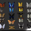 Various Colored Patterned Butterflies and Yellow Dragonfly in Displayed Collection