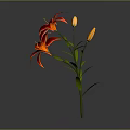 Red Lily With Two Blooming Flowers Two Buds Green Stem And Leaves On Gray Background