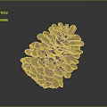 Dark Brown Pine Cone With Scaly Texture On Gray Gradient Reflective Surface 3d model