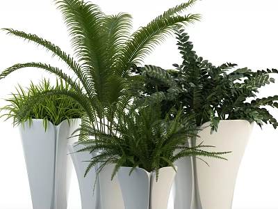 Indoor Potted Plants With Various Green Foliage In White Ceramic Pots 3d model