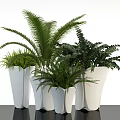 Indoor Potted Plants With Various Green Foliage In White Ceramic Pots