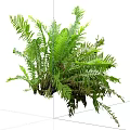 Lush Green Fern Plant With Vibrant Fronds And Healthy Foliage