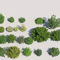 Various Types of Green Shrubs for Garden Landscaping and Outdoor Decoration