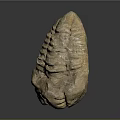 Prehistoric Trilobite Fossil With Segmented Exoskeleton And Natural Surface Texture