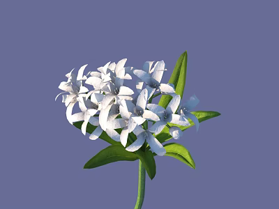 Blooming White Flowers With Green Leaves And Numerous White Petals Against Purple Background 3d model