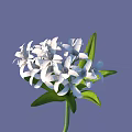 Blooming White Flowers With Green Leaves And Numerous White Petals Against Purple Background