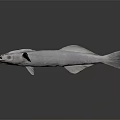 Detailed Light Gray Fish with Prominent Head Structures on Gray Gradient Background 3d model