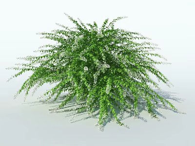 Lush Green Shrub with Dense Foliage and Small White Flowers as Vibrant Garden Plant 3d model