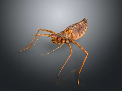 Close Up View Of Brown Insect With Long Legs And Segmented Body 3d model