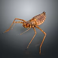 Close Up View Of Brown Insect With Long Legs And Segmented Body