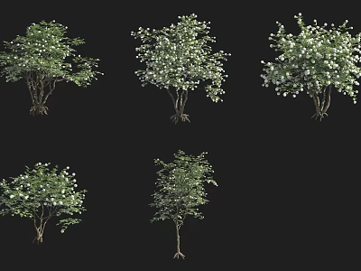 Various Ornamental Landscape Shrubs With White Flowers And Lush Green Foliage For Garden Design 3d model