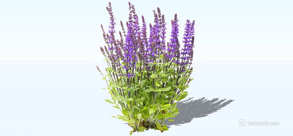 Vibrant Purple Flowers with Green Leaves Growing in a Lush Cluster 3d model 
