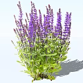 Vibrant Purple Flowers with Green Leaves Growing in a Lush Cluster