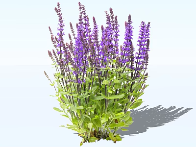 Vibrant Purple Flowers with Green Leaves Growing in a Lush Cluster 3d model