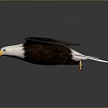 Bald Eagle Spreading Wings in Flight with Brown Feathers White Head 3d model