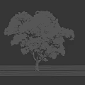 Tall Tree With Thick Trunk Lush Green Foliage And Person Standing Nearby