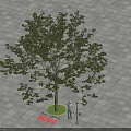 Leafy Tree on Gray Pavement With Green Circular Area and Person Using Measuring Tools 3d model