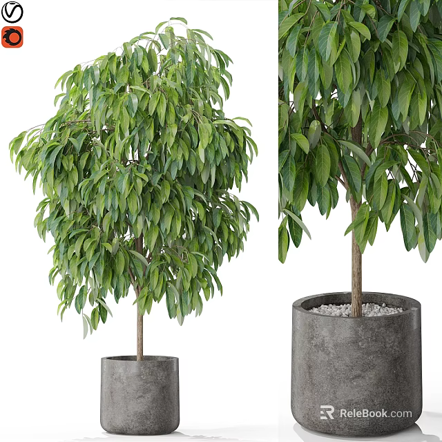 Indoor Decorative Plant Ornament Set With Lush Green Leaves And Gray Concrete Planter 3d model 