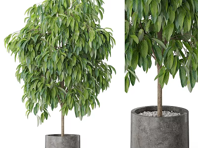 Indoor Decorative Plant Ornament Set With Lush Green Leaves And Gray Concrete Planter 3d model