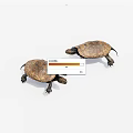Two Reptile Turtles With Brown Shells Moving Slowly On White Surface 3d model