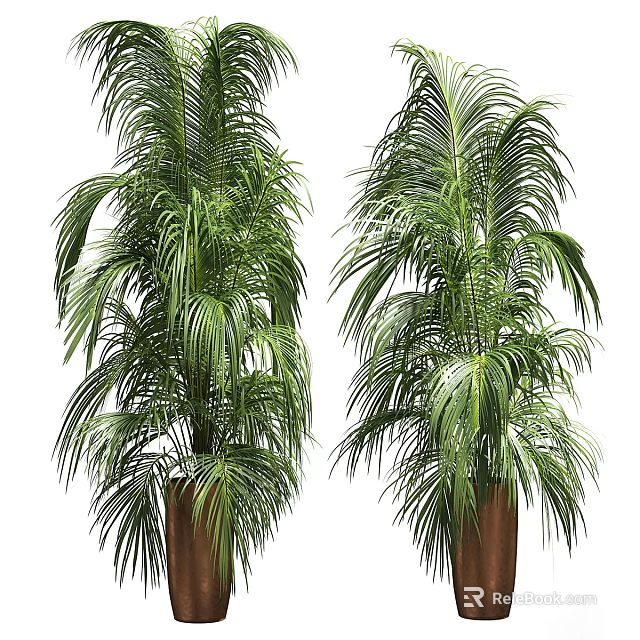 Tall Lush Green Palm Trees Planted in Brown Pots Against White Background 3d model 
