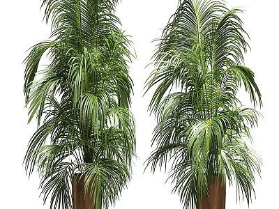 Tall Lush Green Palm Trees Planted in Brown Pots Against White Background 3d model