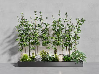 Lush Bamboo Plants Growing in Black Planter Box Against Gray Background with Stones and Greenery 3d model