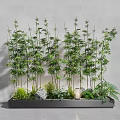 Lush Bamboo Plants Growing in Black Planter Box Against Gray Background with Stones and Greenery
