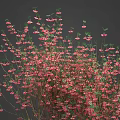 Various Types of Plants with Different Colored Leaves and Flowers