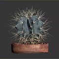 Green Spherical Cactus With Sharp Thorns In Red Terracotta Pot On Dark Background